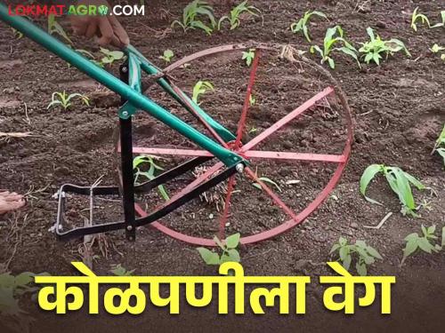 Due to non-availability of labour, intercultural operation done by help farmers each other | मजूर मिळत नसल्याने इर्जिक पद्धतीने शेतात कोळपणी