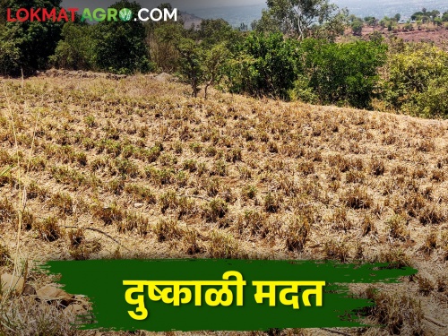 In Kolhapur district, the farmers of this taluka will get drought relief worth 11.69 crores | कोल्हापूर जिल्ह्यात या तालुक्यातील शेतकऱ्यांना मिळणार ११.६९ कोटींची दुष्काळी मदत