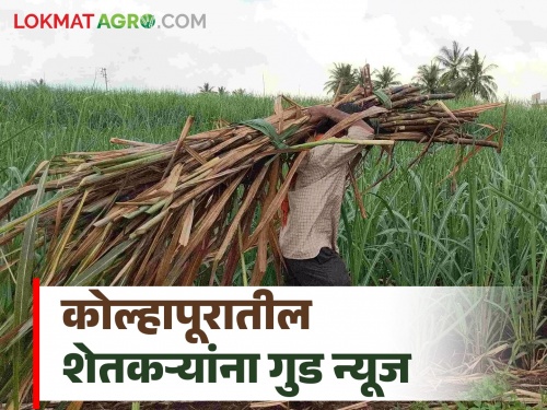 Incentive subsidy for sugarcane farmers who make regular loan repayments is solved | नियमित कर्ज परतफेड करणाऱ्या ऊस शेतकऱ्यांच्या प्रोत्साहनपर अनुदानाचा तिढा सुटला