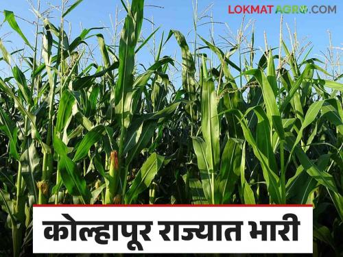 Fodder Production: This district is heavy in fodder production in the state | Fodder Production : चारा उत्पादनात हा जिल्हा राज्यात भारी