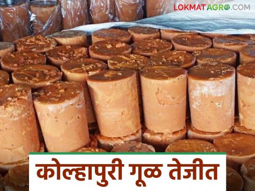Kolhapuri Gul Bajar Bhav: Demand for 'Kolhapuri' jaggery in Gujarat market; Prices also remained high | Kolhapuri Gul Bajar Bhav : गुजरातच्या बाजारपेठेत 'कोल्हापुरी' गुळाला मागणी; दरही राहिले तेजीत
