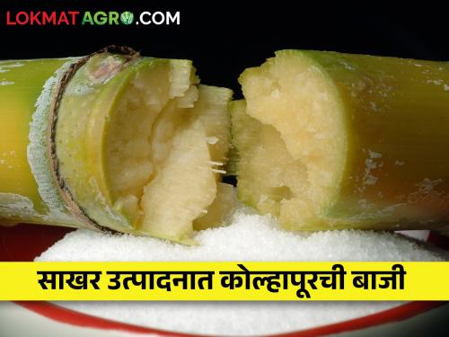 Kolhapur is leading in sugar production | साखर उत्पादनात कोल्हापूरच आघाडीवर