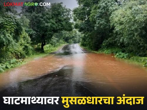 Rains will pick up again; Heavy rains likely on ghat section in maharshatra | पाऊस नव्याने जोर पकडणार; घाटमाथ्यावर मुसळधार पावसाची शक्यता