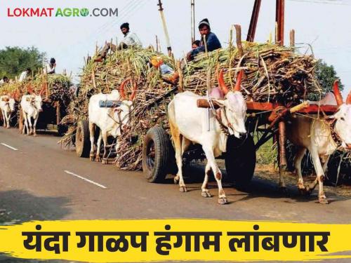 Sugarcane Season Kolhapur: 30 sugar factory have been started in Kolhapur division how much crushing done | Sugarcane Season Kolhapur : कोल्हापूर विभागात ३० साखर कारखाने सुरु किती झाले गाळप