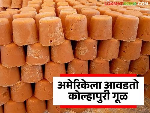 How will the tariff affect the export of Kolhapuri jaggery, which is popular with the US? | अमेरिकेला आवडणाऱ्या कोल्हापुरी गुळाच्या निर्यातीवर टॅरिफमुळे कसा होणार परिणाम?