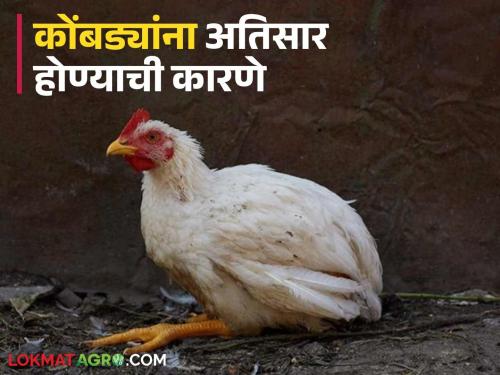 Latest News Manage poultry farms during monsoon, How to treat diarrhea in chickens | पावसाळ्यात पोल्ट्री फार्म सांभाळा, अतिसार हलक्यात घेऊ नका, कोंबड्यांची अशी घ्या काळजी? 