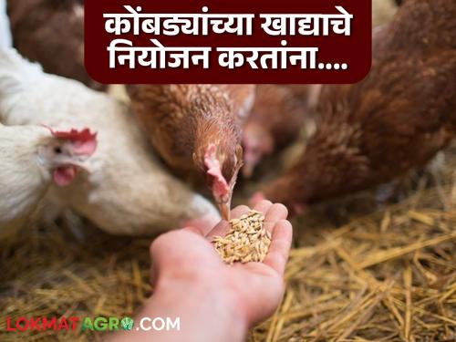 Poultry Farming : | Poultry Farming : 'असे' खाद्य कोंबड्यांना दिल्यास मरतूक वाढेल, खाद्याबाबत 'या' गोष्टी लक्षात ठेवा!