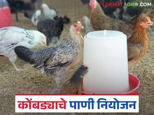 Latest News Kukkutpalan care What should be done to keep drinking water clean in poultry farms | Poultry Farm Care : पोल्ट्री फार्ममधील पिण्याचे पाणी स्वच्छ ठेवण्यासाठी काय करावे? जाणून घ्या सविस्तर 