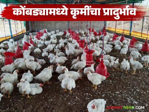 latest News how to control Chickens in backyard are infected with roundworms and tapeworms | Poultry Farm : परसबागेतील कोंबड्यांना गोलकृमी, पट्टकृमीचा प्रादुर्भाव, कसा कराल बंदोबस्त? 