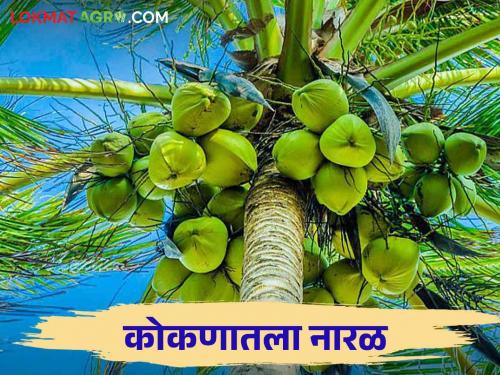 World Coconut Day : Coconut cultivation in Konkan needs support | जागतिक नारळ दिन : कोकणातील नारळ लागवडीला हवे पाठबळ