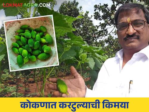 Kartule was cultivated as an intercrop in the cashew Crop and farmer Bhagwanrao became popular in konkan | काजू बागेत आंतरपीक म्हणून केली करटुल्याची शेती अन् भगवानराव झाले सगळ्यांना माहिती