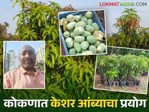 Actor Shrikant cultivated kesar mangoes using Israeli techniques and produced three tons of mangoes | Kesar Mango Cultivation : रंगकर्मी श्रीकांत यांनी केशर आंब्याची इस्राइल तंत्राने केली लागवड काढले तीन टन आंबा उत्पादन