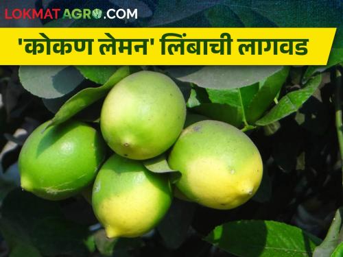 For intercropping in horticulture konkan lemon is beneficial | बागायतीत आंतरपिकासाठी 'कोकण लेमन' फायदेशीर