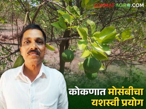 Konkan Farmer Success Story Green roses planted in the red soil of Konkan | Konkan Farmer Success Story कोकणच्या लाल मातीत लगडल्या हिरव्या मोसंबी