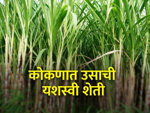 Successful experiment of sugarcane cultivation in Konkan by Vilas Haryan of Kelawali | केळवलीतील विलास हर्याण यांचा कोकणात ऊस लागवडीचा यशस्वी प्रयोग