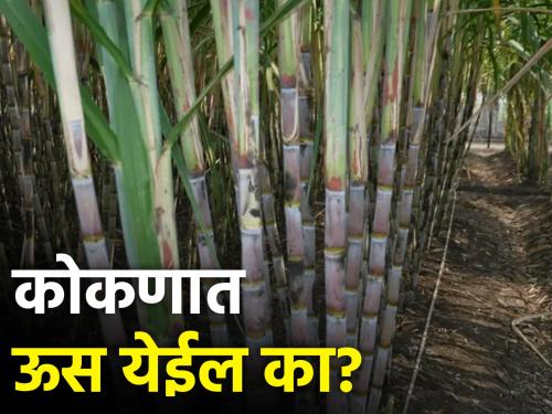 The trend of farmers towards sugarcane cultivation in Konkan is increasing | कोकणात ऊस लागवडीकडे वाढतोय शेतकऱ्यांचा कल