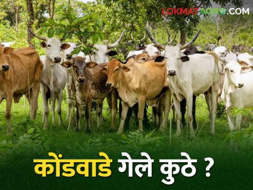 As the number of cattle has decreased recently; Kondwades in villages have disappeared | अलीकडे गुरांची संख्या झाली कमी झाल्याने; गावागावांतील कोंडवाडे झाले गायब