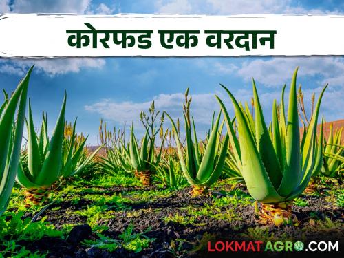 Medicinal Aloe Vera Health Benefits and Products | Aloeveras Health benefits & Products गुणकारी कोरफडीचे आरोग्यदायी फायदे व उत्पादने