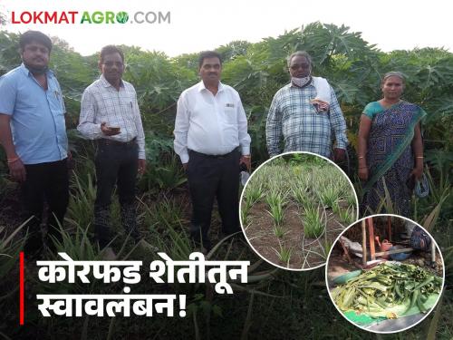latest news Farmer Success Story: Flowers of success from aloe vera leaves; Read the Dande family's new path to success in detail | Farmer Success Story : कोरफडीच्या पानातून यशाची फुले; दांडे परिवाराचा नवा यशस्वी मार्ग वाचा सविस्तर