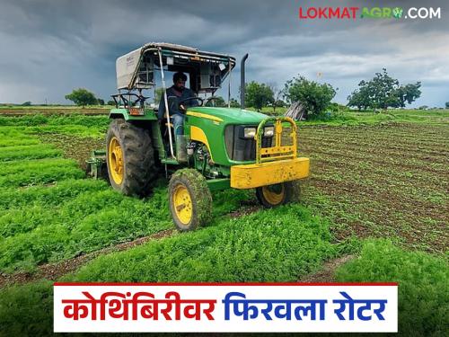 latest news Coriander Market : Coriander got zero price; Farmers' hopes shattered | Coriander Market : कोथिंबिरीला मिळाले शून्यसमान भाव; शेतकऱ्याच्या आशांवर रोटर