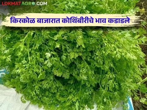 Coriander Market: Coriander prices this fortnight high; "This" price was found in the retail market | Coriander Market : या पंधरवड्यात कोथिंबीरने खाल्ला भाव; किरकोळ बाजारात "हा" मिळाला भाव