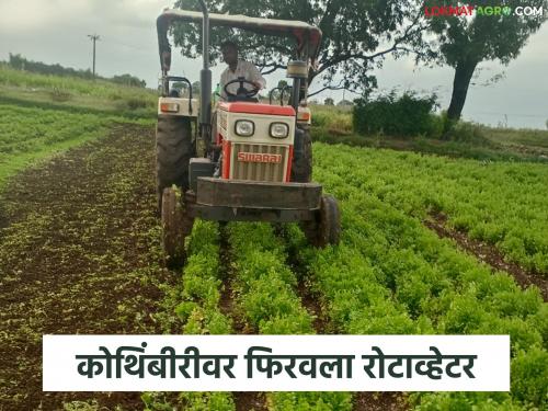 Latest News Kothimbir Market 80 thousand rupees spent, two months of hard work but coriender market down | 80 हजारांचा खर्च, दोन महिन्यांचे कष्ट, अन् बाजारात कोथिंबीर जुडीला 4 अन् 5 रुपयांचा दर 