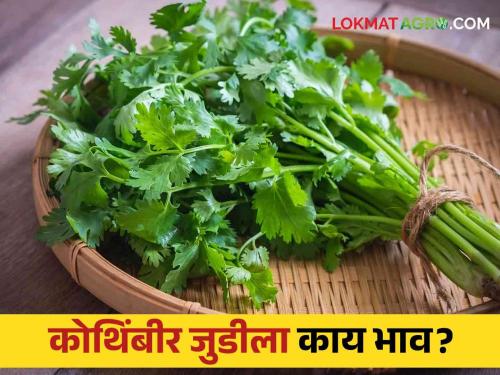 Latest News Kothimbir Market market price of coriander in Nashik market is 260 rupees see details | Kothimbir Market : नाशिक बाजार समितीत कोथिंबीर जुडीला काय भाव? वाचा आजचे बाजारभाव 