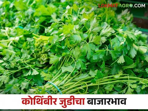 Latest News Kothimbir Market Pune market received one lakh pairs of coriander see market price | Kothimbir Market : पुणे मार्केटला कोथिंबिरीच्या एक लाख जुड्यांची आवक, काय भाव मिळाला? 