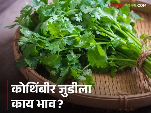 Latest News Kothimbir Market Rs 10 for wet cilantro and Rs 106 for dry kothimbir judi in nashik market | Kothimbir Market : ओल्या आणि कोरड्या कोथिंबीरीच्या जुडीच्या दरात फरक, वाचा आजचे बाजारभाव 