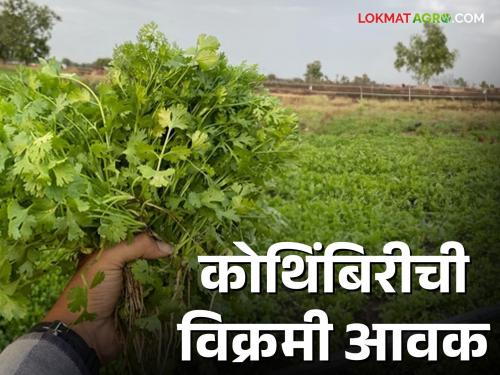 Latest News Kothimbir Market Record arrival of coriander in Nashik kothimbir market check here | Kothimbir Market : नाशिक बाजार समितीत कोथिंबिरीची विक्रमी आवक, वाचा आजचे बाजारभाव 