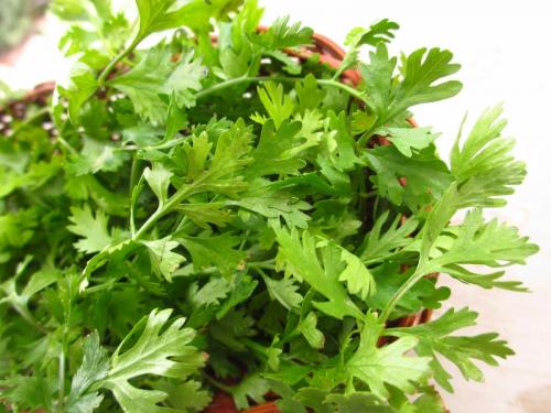 125 for coriander in Nashik, and 50 rupees for fenugreek, shepu, onion | नाशिकमध्ये कोथिंबीर १२५, तर मेथी, शेपू, कांदापात ५० रुपये जुडी