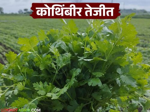 Increase the arrival of coriander in Manchar market How get the price for the hundred bunches | मंचर बाजार समितीत कोथिंबीरीची मोठी आवक.. शेकड्याला कसा मिळतोय दर