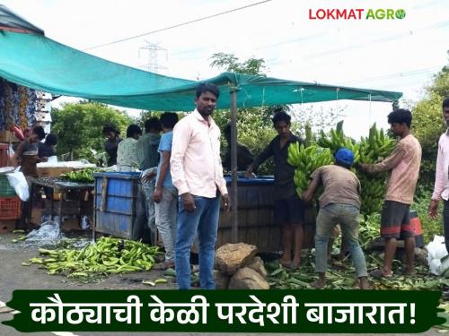 latest news Banana Export: Kauthya bananas have reached Iran; Know the price in detail | Banana Export : कौठ्याची केळी पोहोचली इराणमध्ये; असा मिळतोय भाव जाणून घ्या सविस्तर