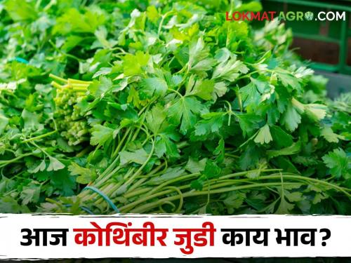 Latest News Todays kothmbir bajarbhav in pune, solapur market yards check here | kothmbir bajarbhav : कोथिंबिरीला क्विंटल आणि जुडी मागे काय भाव मिळतोय? आजचे सविस्तर बाजारभाव