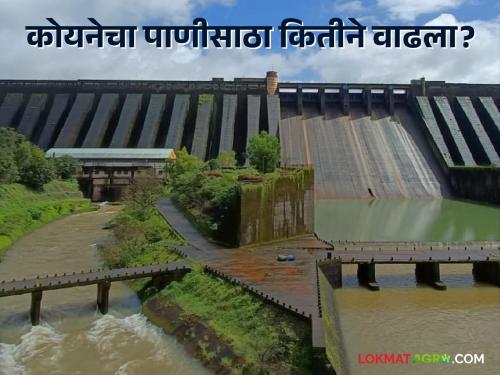 latest news monsoon Rainfall increased in Koyana Dam area, increase in water storage | Koyana Dam : कोयना धरण क्षेत्रात पावसाचा जोर वाढला, पाणीसाठ्यात वाढ