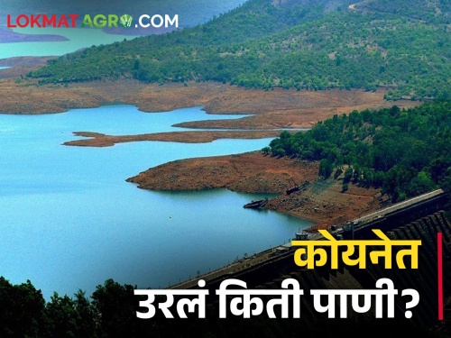 Koyna Dam reduced demand for irrigation of Sangli from Koyna; For the remaining water in the dam | Koyna Dam कोयनेतून सांगलीची सिंचनासाठी मागणी झाली कमी; धरणात उरला इतका पाणीसाठी