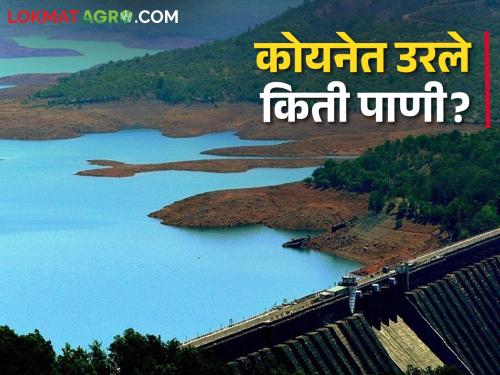 Irrigation demand decreased; How much TMC water is left in Koyna Dam? | Koyna Dam सिंचन मागणी झाली कमी; कोयना धरणात किती टीएमसी पाणी शिल्लक