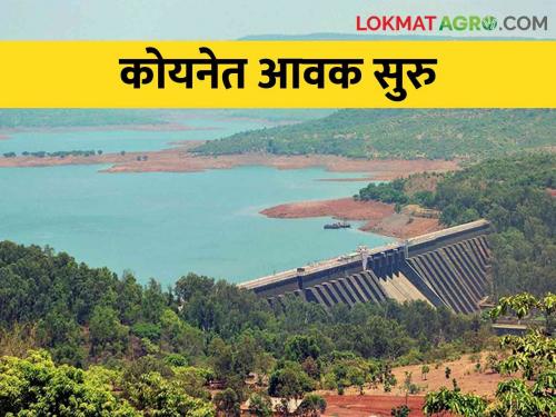 Koyna Dam: Heavy rain in Koyna area, inflow of water at a speed of five thousand five hundred cusecs in the dam | Koyna Dam कोयना परिसरात मुसळधार, धरणात साडेपाच हजार क्युसेक वेगाने पाण्याची आवक