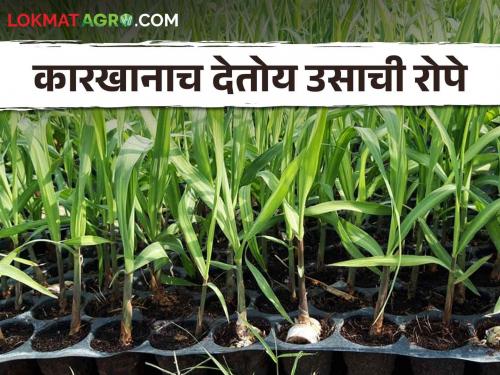 Sugarcane Factory This sugar factory will produce 25 lakh sugarcane plants | Sugarcane Factory हा साखर कारखाना शेतकऱ्यांना देणार २५ लाख उसाची रोपे