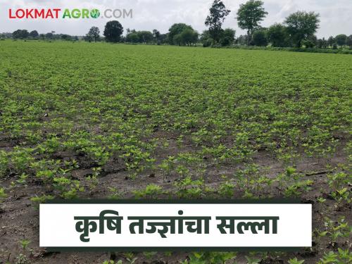 latest news Krushi Salla : Read detailed advice from agricultural experts for soybean and tur crops | krushi Salla : सोयाबीन, तूर पिकासाठी कृषि तज्ज्ञांचा मार्गदर्शक सल्ला वाचा सविस्तर