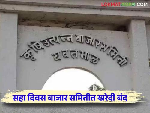 Market Committee : Market Committees transaction will start on next week   | Market Committee : बाजार समितीत रात्री उशिरापर्यंत चालले मोजमाप; 'या' दिवशी सुरु होणार व्यवहार  