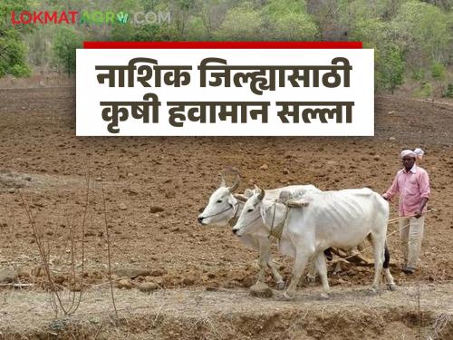 Latest news Nashik Rain Alert possibility of rain in Nashik district in next five days Read in detail | Nashik Rain Alert : नाशिक जिल्ह्यात पुढील पाच दिवसांत पावसाची शक्यता आहे का? वाचा सविस्तर 