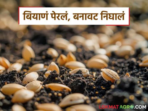 Latest News Action taken against 19 agricultural service centers in Nashik district | नाशिकमध्ये दोन दिवसांपूर्वी बनावट खत पकडलं, आता कृषी सेवा केंद्रांवर कारवाई