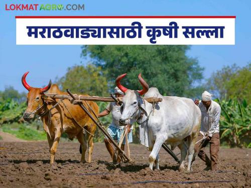 Crop Advisory : Read detailed weather based agricultural advisory for farmers in Marathwada | Crop Advisory : मराठवाड्यातील शेतकऱ्यांसाठी हवामान आधारित कृषी सल्ला वाचा सविस्तर