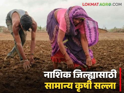 Latest news Agriculture News Agricultural Advice for Farmers in Nashik District this week Read Agricultural Advice  | Agriculture News : नाशिक जिल्ह्यातील शेतकऱ्यांनी 'या' आठवड्यात काय करावे? वाचा कृषी सल्ला 