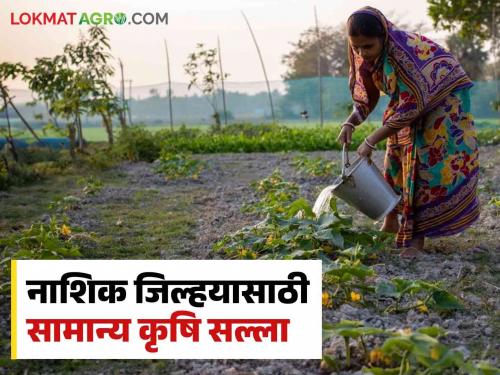 Latest News Agriculture News General agricultural advice on onion harvesting, rabbi season wheat, tomato cultivation, read in detail  | Agriculture News : कांदा काढणी, रब्बी, गहू, टोमॅटो लागवडीबाबत सामान्य कृषी सल्ला, वाचा सविस्तर 