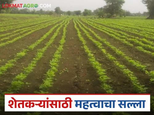 latest news Krushi Salla: Read detailed agricultural advice for crop care, weed control, snail control | Krushi Salla : पिकांची निगा, तण नियंत्रण, गोगलगायी नियंत्रणासाठी कृषी सल्ला वाचा सविस्तर
