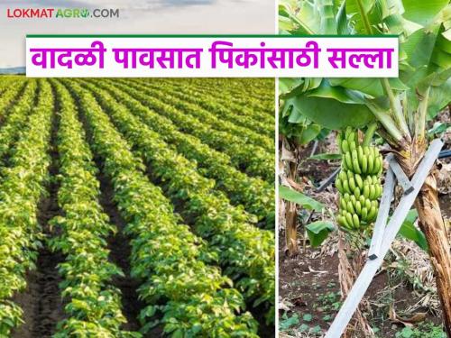 latest news Krushi Salla: Manage crops for crop safety; Read detailed agricultural advice | Krushi Salla: पिकांच्या सुरक्षिततेसाठी करा व्यवस्थापन; वाचा कृषी सल्ला सविस्तर