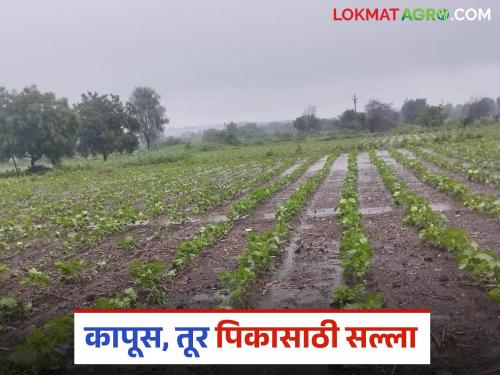 latest news Krushi Salla: Weather changes in Marathwada; How will you take care of crops? Read in detail | Krushi Salla : मराठवाड्यातील हवामानात बदल; पिकांची काळजी कशी घ्याल? वाचा सविस्तर