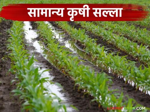 latest news Krushi Salla: Special advice from the Agricultural University for soybean, jowar, sugarcane, and orchard farmers | Krushi Salla : सोयाबीन, ज्वारी, ऊस, फळबाग शेतकऱ्यांसाठी कृषी विद्यापीठाचा विशेष सल्ला